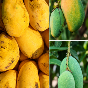 KARIKAR Fazli Mango Grafted Live Fruit Plant for Home Garden