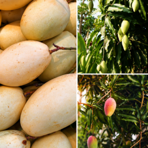 KARIKAR 4 K.G Mango Grafted Live Fruit Plant – Healthy Mango Tree Plant for Home Garden