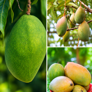 KARIKAR Mallika Mango Grafted Live Fruit Plant for Home Garden