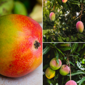 KARIKAR Miyazaki Mango Grafted Live Fruit Plant for Home Garden