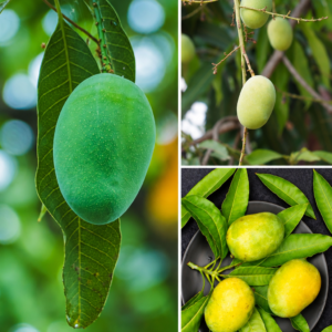 KARIKAR Malgoa Mango Grafted Live Fruit Plant for Home Garden