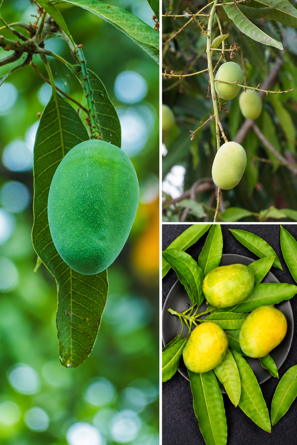 KARIKAR Malgoa Mango Grafted Live Fruit Plant for Home Garden