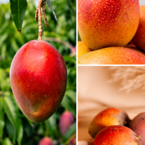 KARIKAR Red Mango Live Fruit Plant – Healthy Grafted Mango Tree for Home Garden