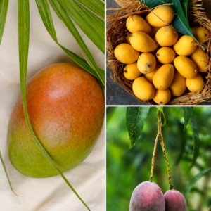 KARIKAR R2E2 Austrailian Mango Grafted Live Fruit Plant for Home Garden