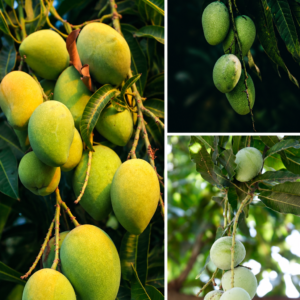 KARIKAR R2E2 Mango Grafted Live Fruit Plant – Healthy Green Mango Plant for Home Garden