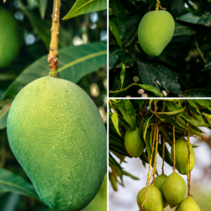 KARIKAR EC-4 Mango Grafted Live Fruit Plant – Healthy Mango Tree Plant for Home Garden