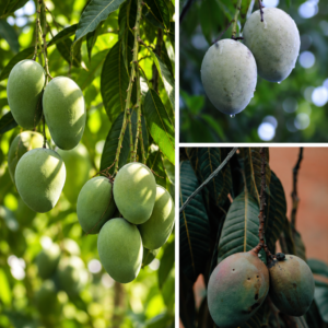 KARIKAR Pusa Ambika Mango Grafted Live Fruit Plant – Healthy Mango Tree Plant for Home Garden