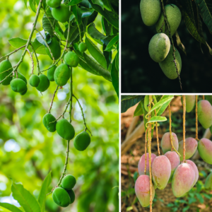 KARIKAR Hybrid Mango Grafted Live Fruit Plant for Home Garden