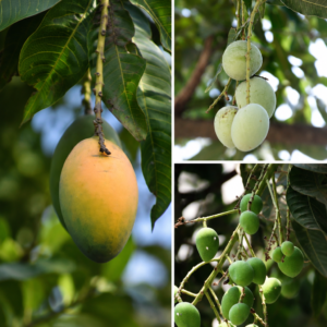 KARIKAR Raspuri Mango Grafted Live Fruit Plant for Home Garden
