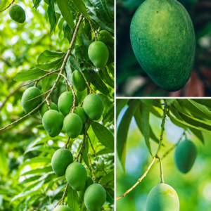 KARIKAR Totapuri Mango Fruit Grafted Live Plant – Healthy Totapuri Mango Plant for Home Garden