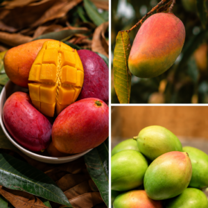 KARIKAR Kasturi Mango Grafted Live Fruit Plant – Healthy Mango Tree Plant for Home Garden