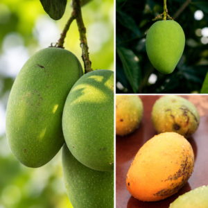 KARIKAR Pairi Mango Grafted Live Fruit Plant for Home Garden