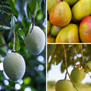 KARIKAR Green Dasheri Mango Grafted Live Fruit Plant – Healthy Mango Fruit Tree for Home Garden