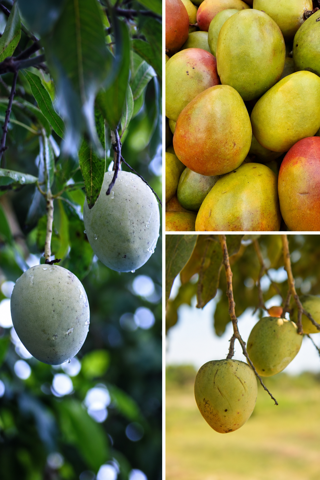 KARIKAR Green Dasheri Mango Grafted Live Fruit Plant – Healthy Mango Fruit Tree for Home Garden