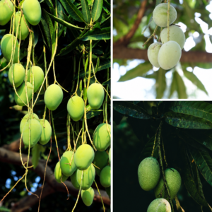 KARIKAR Langra Mango Grafted Live Fruit Plant for Home Garden