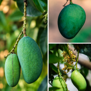 KARIKAR Sada Hori Mango Grafted Live Fruit Plant – Healthy Mango Tree Plant for Home Garden
