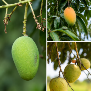 KARIKAR Red Palmer Mango Grafted Live Fruit Plant – Healthy Mango Tree Plant for Home Garden