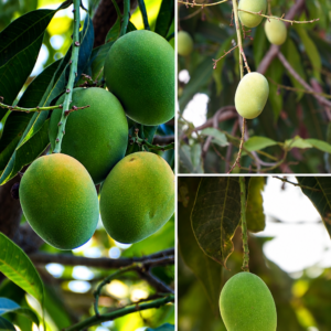 KARIKAR Neelam Mango Grafted Live Fruit Plant for Home Garden
