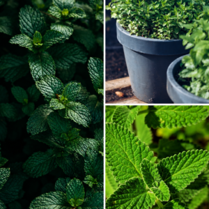KARIKAR Mint(Pudina) Grafted Live Plant, Fresh Pudina Herb Plant for Home Garden