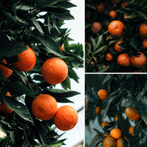 KARIKAR Nagpur Orange Grafted Live Fruit Plant – Healthy Orange Tree Plant for Home Garden