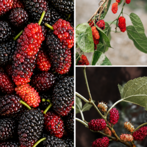 KARIKAR Long Mulberry Grafted Live Fruit Plant for Home Garden
