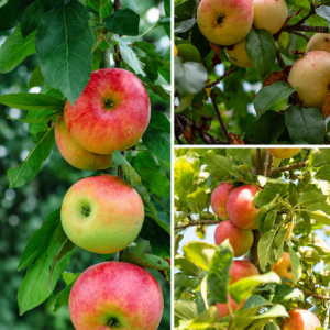 KARIKAR Kashmiri Apple Grafted Live Fruit Plant for Home Garden