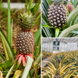 KARIKAR Pineapple Grafted Live Fruit Plant for Home Garden