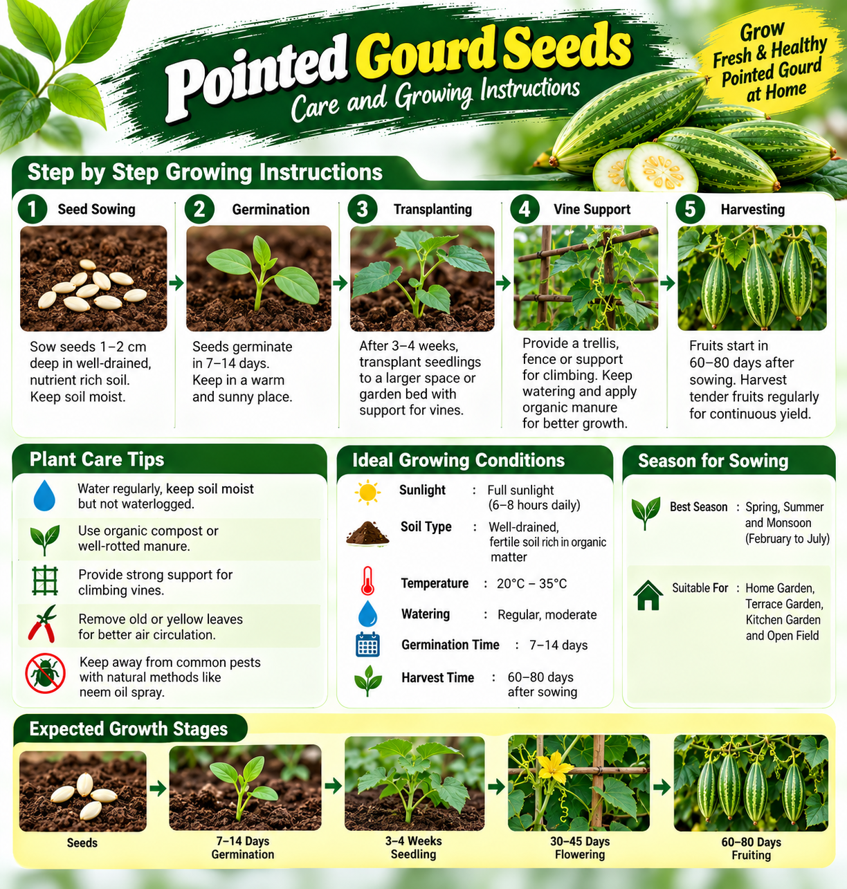 KARIKAR Premium Pointed Gourd Seeds for Home Gardening, Parwal Vegetable 20+Seeds - Image 3