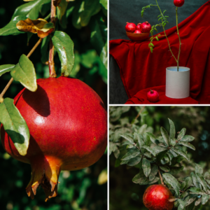 KARIKAR Red Pomegranate Fruit Grafted Live Plant for Home Garden