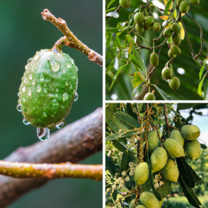 KARIKAR Thai Sweet Hog Plum Grafted Live Fruit Plant – Healthy Hog Plum Tree Plant for Home Garden