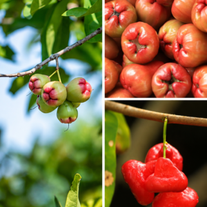 KARIKAR Red Wax Apple Grafted Live Fruit Plant – Healthy Wax Apple Tree Plant for Home Garden