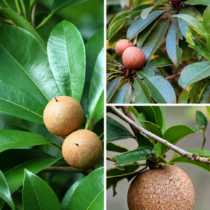 KARIKAR Mambi Chikoo Grafted Live Fruit Plant – Sapota (Sapodilla) Tree Plant for Home Garden