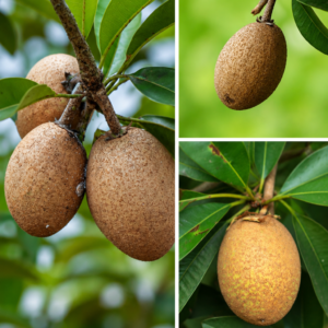 KARIKAR Lancha Chikoo Grafted Live Fruit Plant – Sapota (Sapodilla) Tree Plant for Home Garden