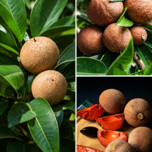 KARIKAR Red Sapodilla (Chikoo) Fruit Grafted Live Plant for Home Garden