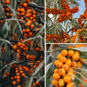 KARIKAR Sea Buckthorn Fruit Grafted Live Plant for Home Garden