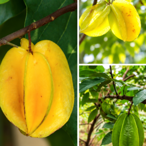 KARIKAR Star Fruit / Kamranga Grafted Live Plant for Home Garden