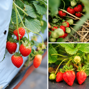 KARIKAR Strawberry Fruit Live Grafted Plant for Home Garden