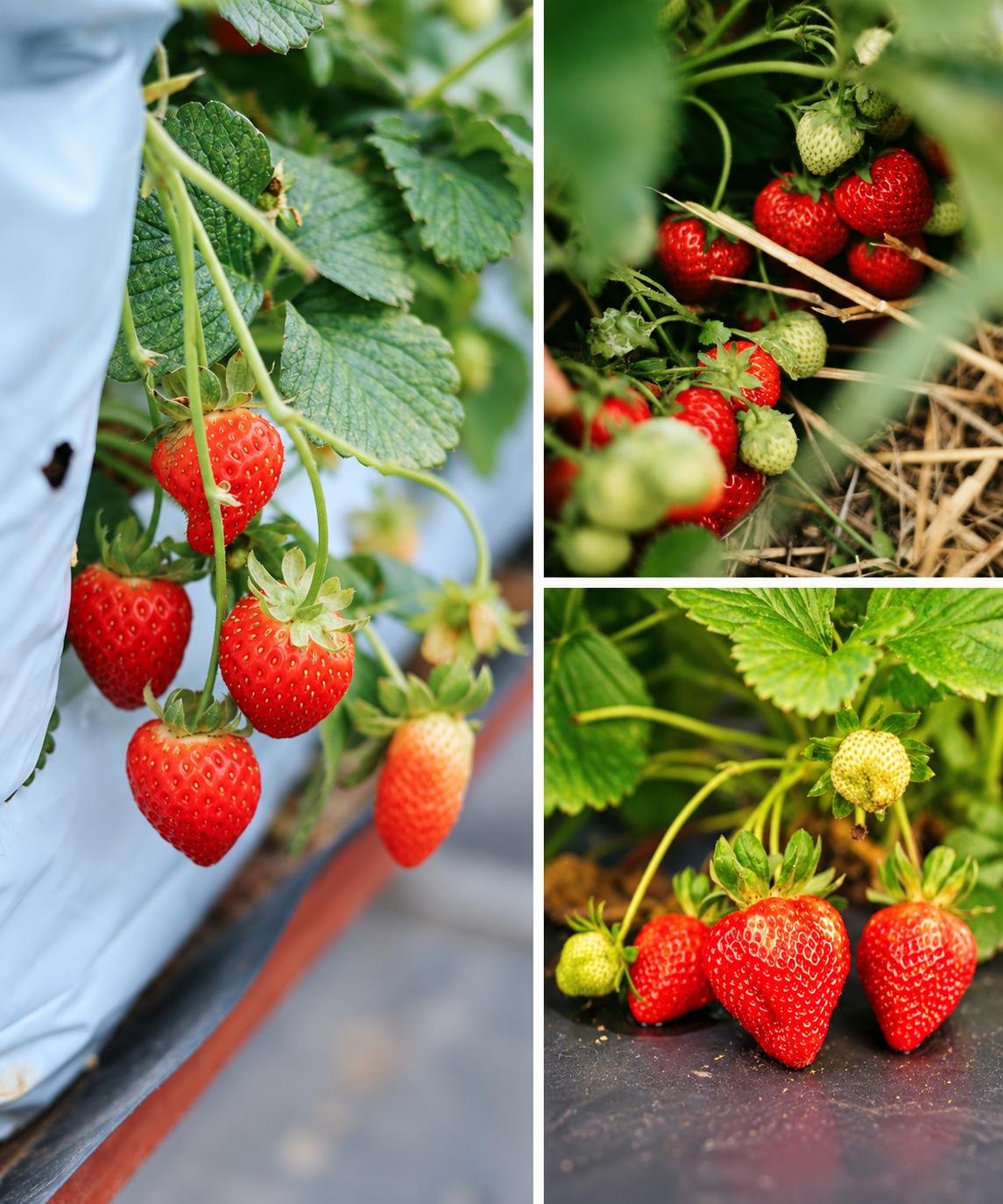 KARIKAR Strawberry Fruit Live Grafted Plant for Home Garden
