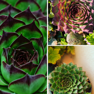 KARIKAR Sempervivum Grafted Live Succulent Plant for Home indoor, Balcony, Terrace and Office Décor