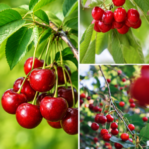 KARIKAR All Time Cherry Grafted Live Fruit Plant for Home Garden
