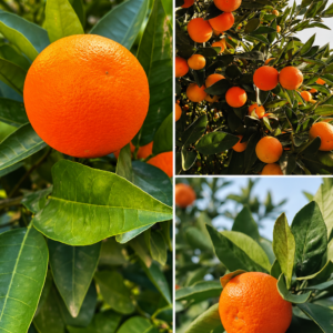KARIKAR Nagpur Malta Orange Grafted Live Fruit Plant for Home Garden