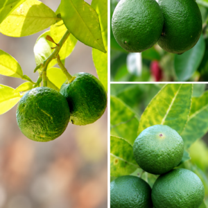 KARIKAR Green israeli Finger Lemon Grafted Live Fruit Plant for Home Garden