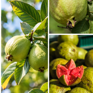 KARIKAR Red King Guava Live Fruit Plant – Healthy Guava Tree Plant For Home Garden