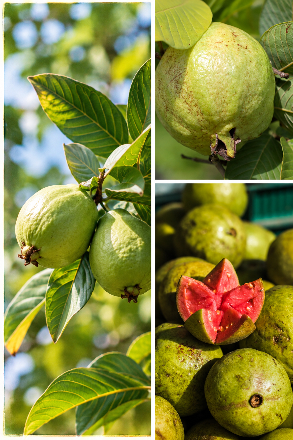 KARIKAR Red King Guava Live Fruit Plant – Healthy Guava Tree Plant For Home Garden