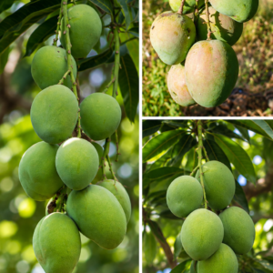 KARIKAR Katimon Mango Grafted Live Fruit Plant for Home Garden