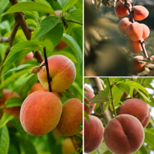 KARIKAR Peach Grafted Live Fruit Plant for Home Garden