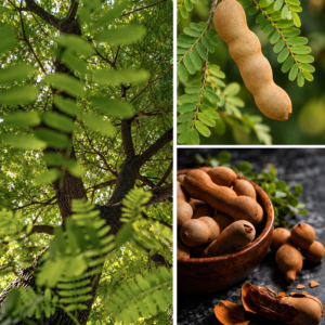 KARIKAR Sweet Red Tamarind Fruit Grafted Live Plant for Home Garden