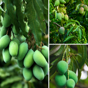 KARIKAR Thai Baramasi Dwarf Mango Grafted Live Plant – Healthy Mango Tree for Home Garden