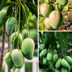 KARIKAR Kesar Mango Grafted Live Fruit Plant for Home Garden