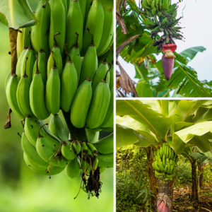KARIKAR Dwarf Banana Grafted Live Fruit Plant – Healthy Green Banana Bunch for Home Garden